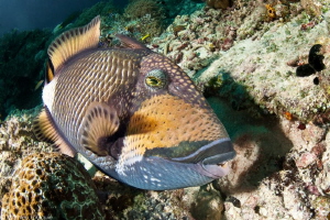 titan triggerfish by Mathieu Foulquié 
